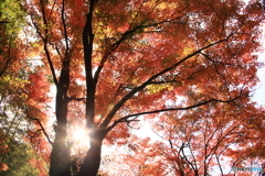 内々（うつつ）神社の紅葉 8