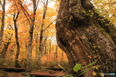 ブナ原生林の紅葉