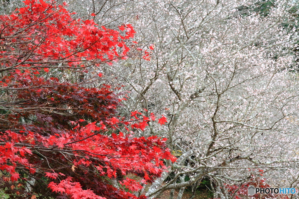 紅葉と四季桜のコラボ ２