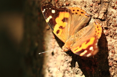 野山の蝶－アカタテハ
