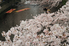 五条川の桜とのんぼり洗い １