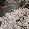 五条川の桜とのんぼり洗い １