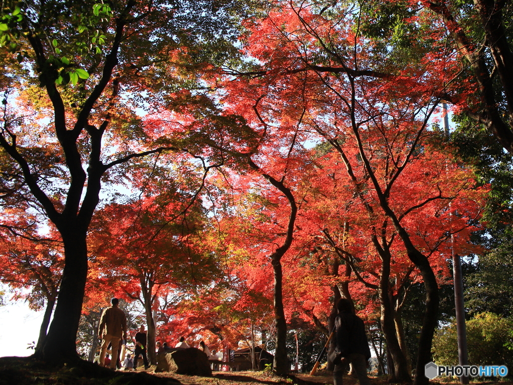 展望台の紅葉