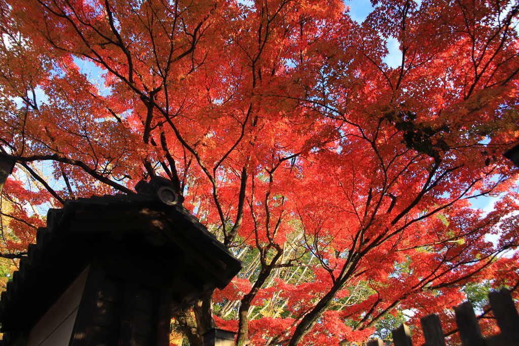 奈良の紅葉