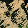 思いっきり鳴こう 1