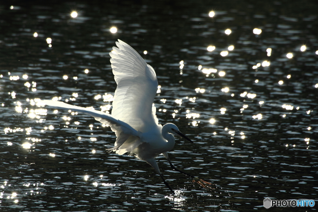 White Wing ‐舞い降りる