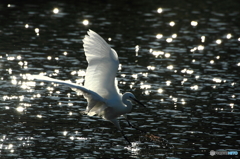 White Wing ‐舞い降りる