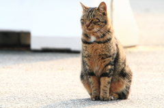 野良猫 1