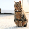 野良猫 1
