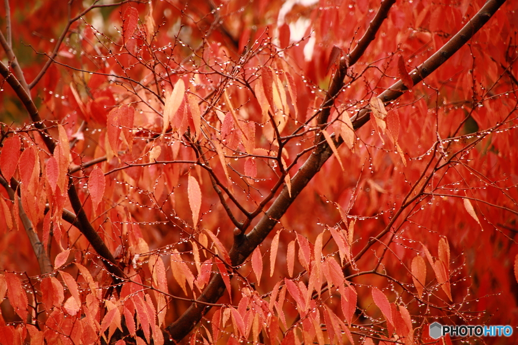身近な紅葉