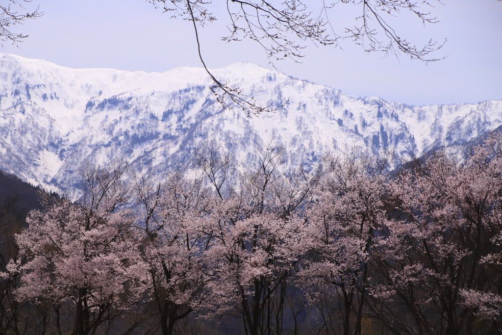 桜と雪山 1
