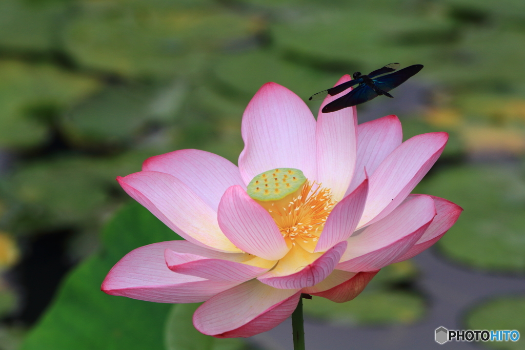 蓮の花とチョウトンボ 1