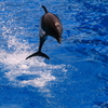 イルカのジャンプ ２
