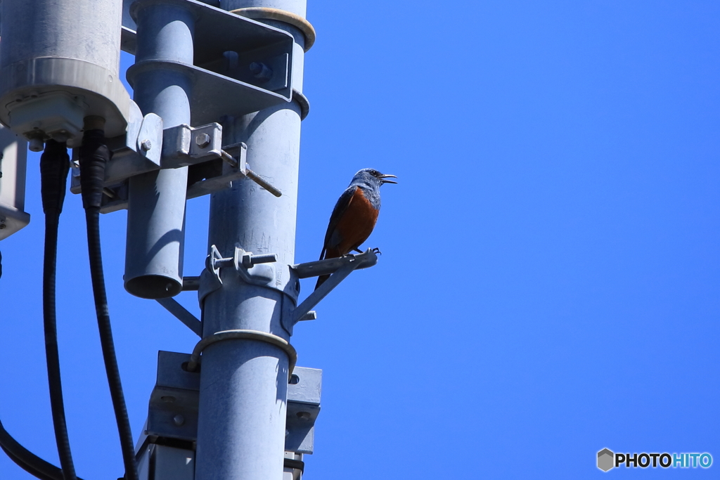ショッピングセンターに棲む鳥