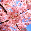 河津桜3