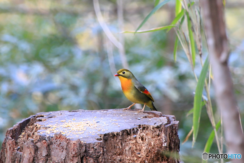 相思相愛の鳥？