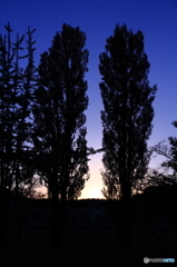 ポプラと夕景
