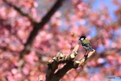 河津桜（シジュウカラ）2