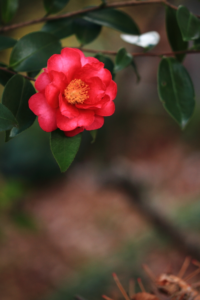 冬の花 １