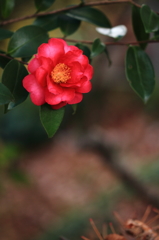 冬の花 １