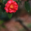 冬の花 １