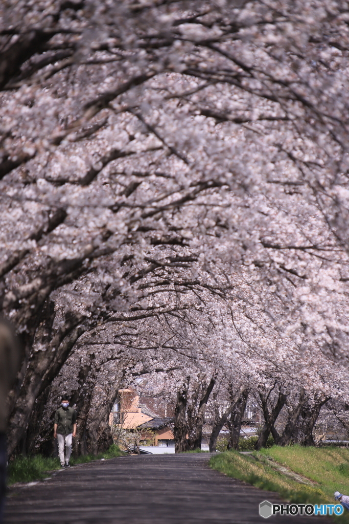 桜のトンネル