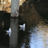 運河の風景-ユリカモメ ２
