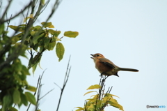 高鳴き