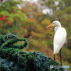 沖縄の鳥－チュウサギ２