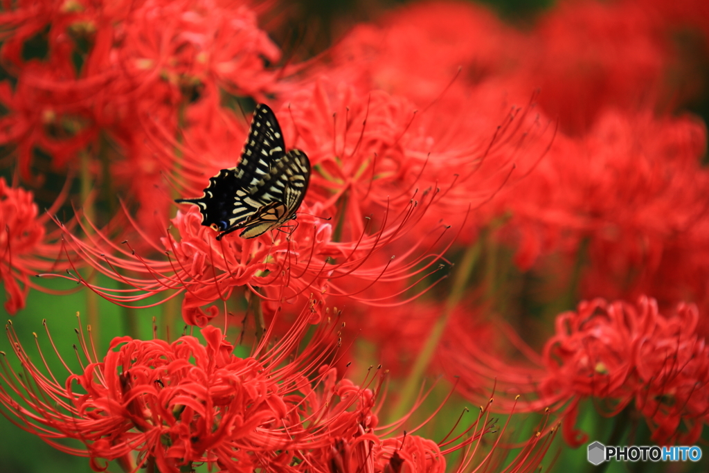 燃える花の中へ2
