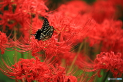 燃える花の中へ2