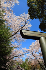 桜・神社 3