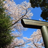 桜・神社 3