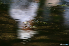 水面に写る人の姿とイトトンボの産卵