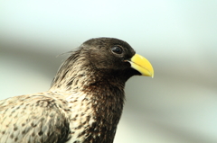 花鳥園の鳥たち 6