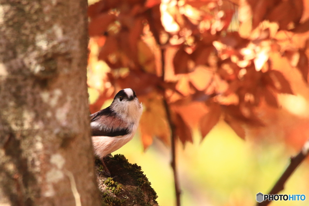 紅葉の中で振り向く