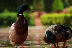 いつもの公園のいつものカモ ３