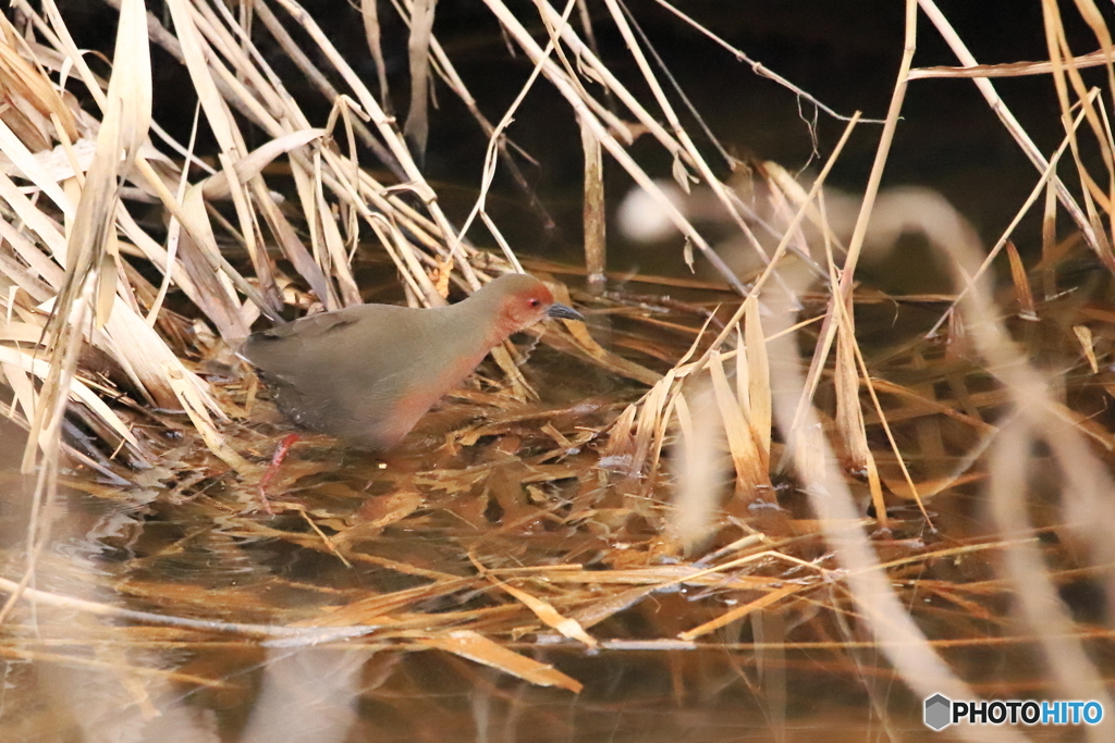 はじめての鳥1