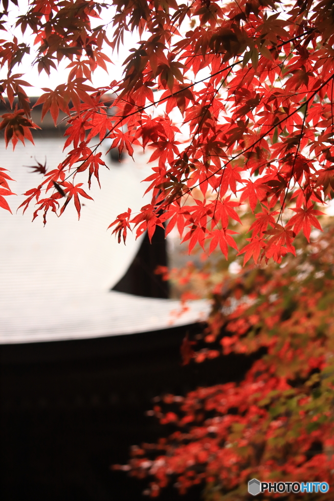 内々（うつつ）神社の紅葉4