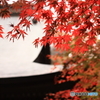 内々（うつつ）神社の紅葉4