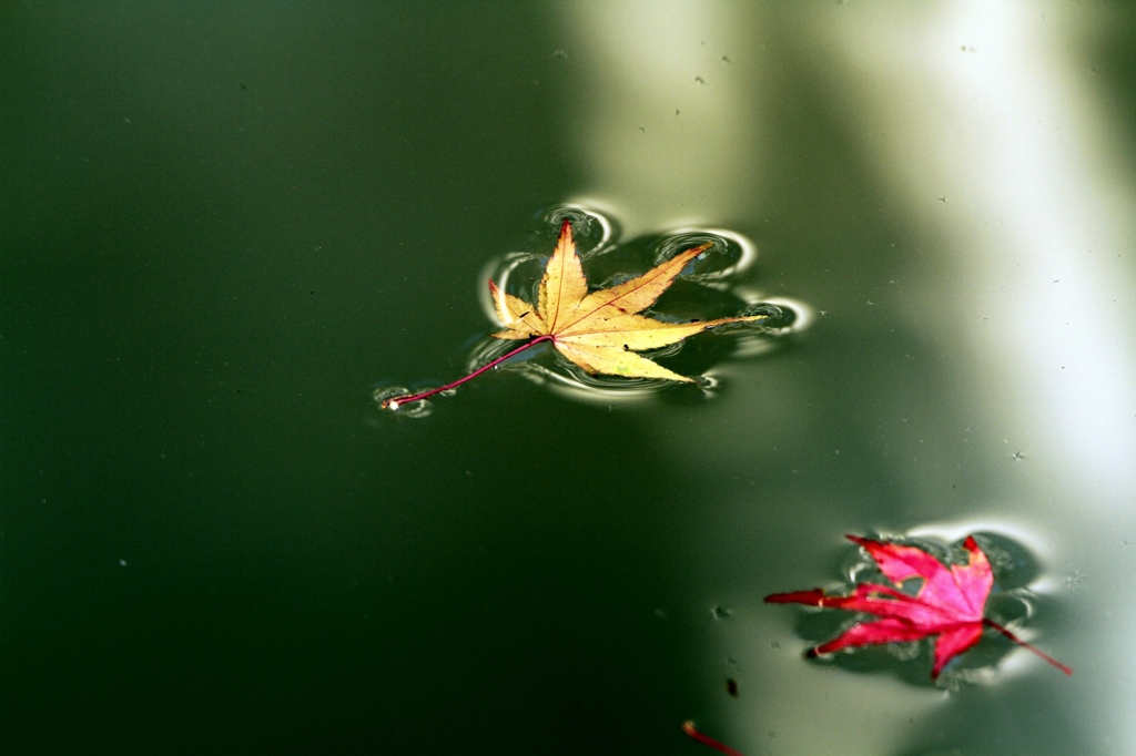 水面に浮かぶ紅葉