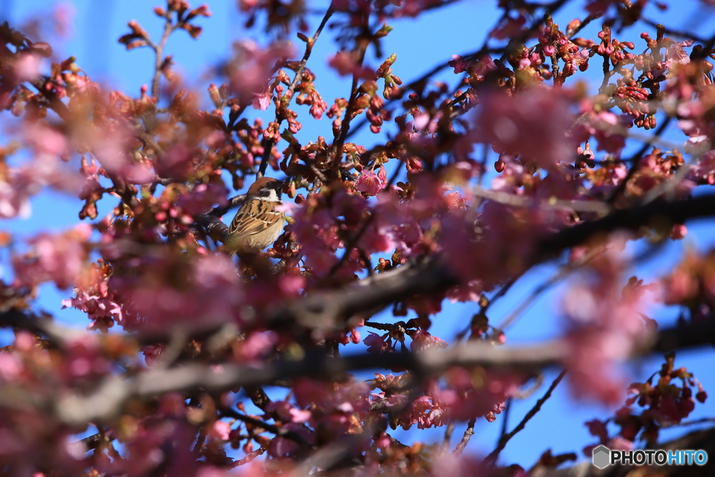 河津桜（雀）3