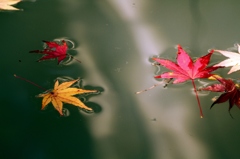 水面に浮かぶ紅葉