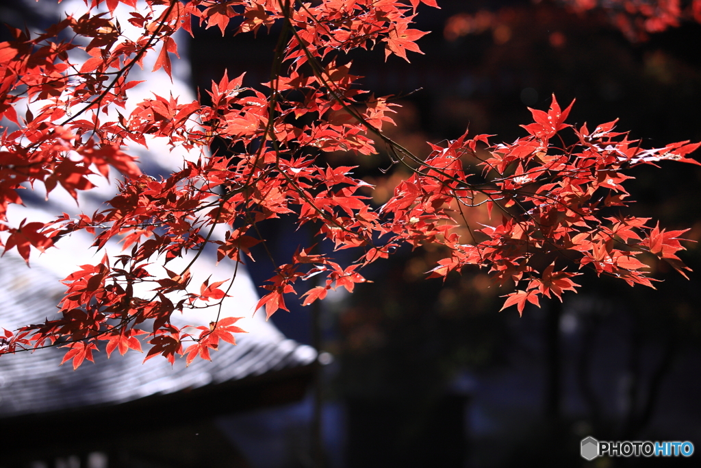 定光寺の紅葉4
