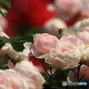 花園の中で