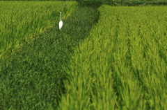 田んぼの中の白鷺 ２