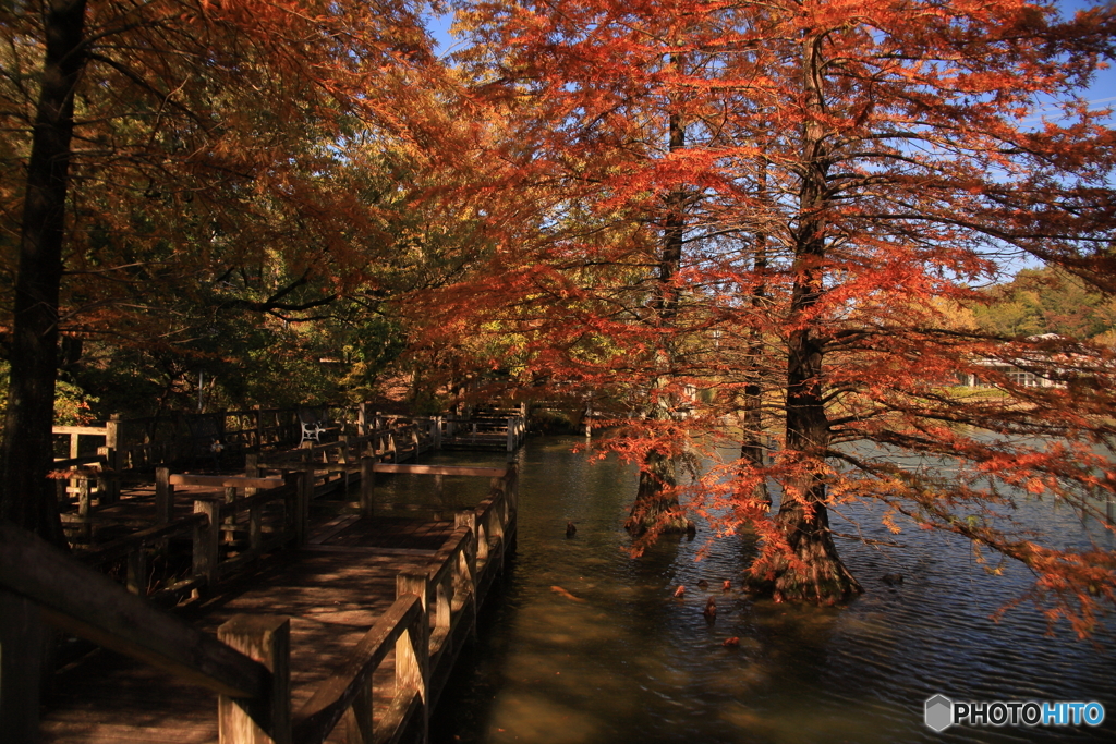 池の中の紅葉2