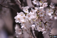 今年の桜