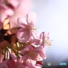 河津桜3