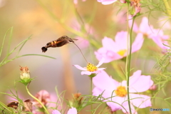 ホシホウジャクがやって来た